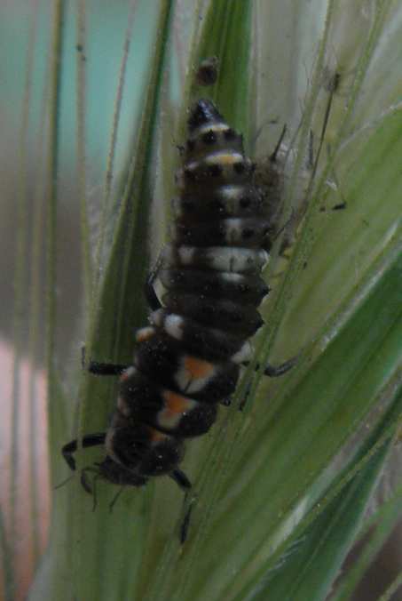 Larva di un Coccinellidae